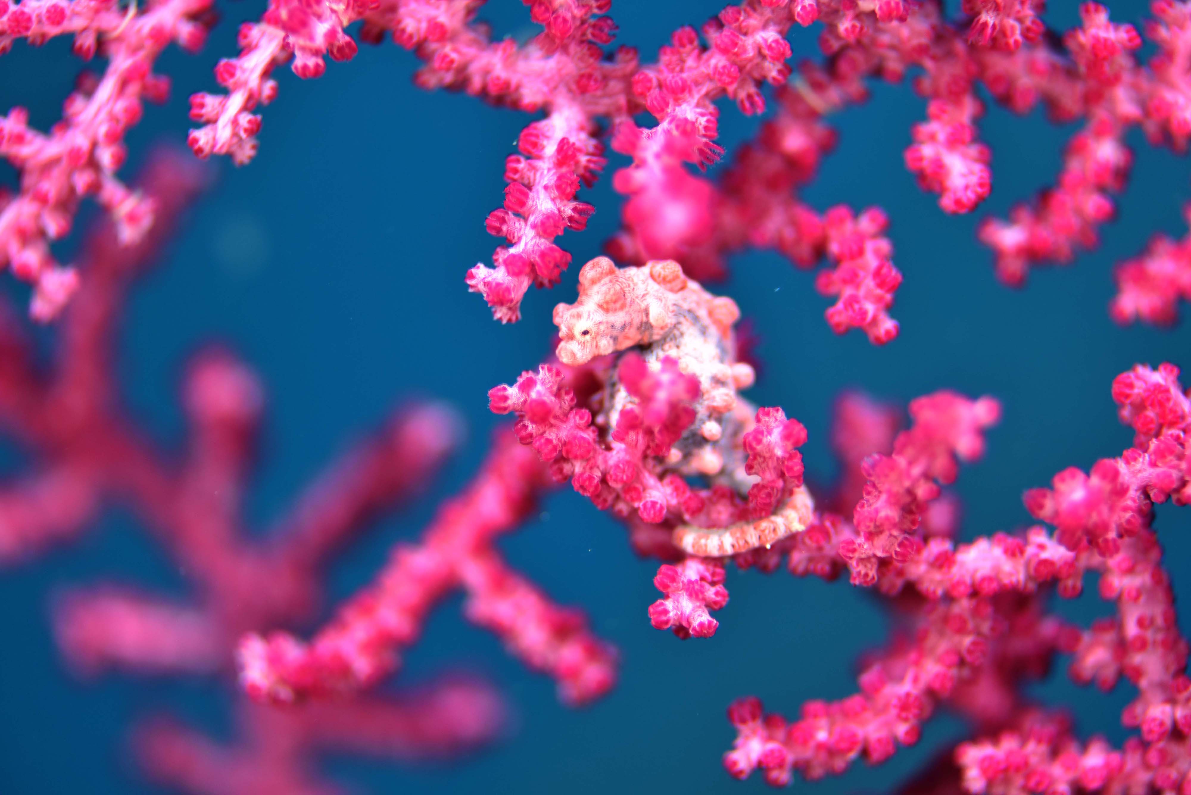 ピグミーシーホースは通年で見られます。