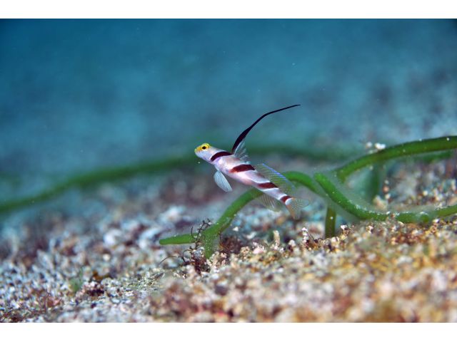 柏島といえばハゼ。ハゼ天国を代表する種類のヒレナガネジリンボウ