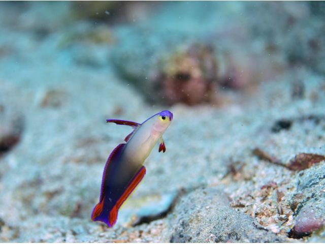 柏島では、比較的浅い水深で見られる人気のアケボノハゼ