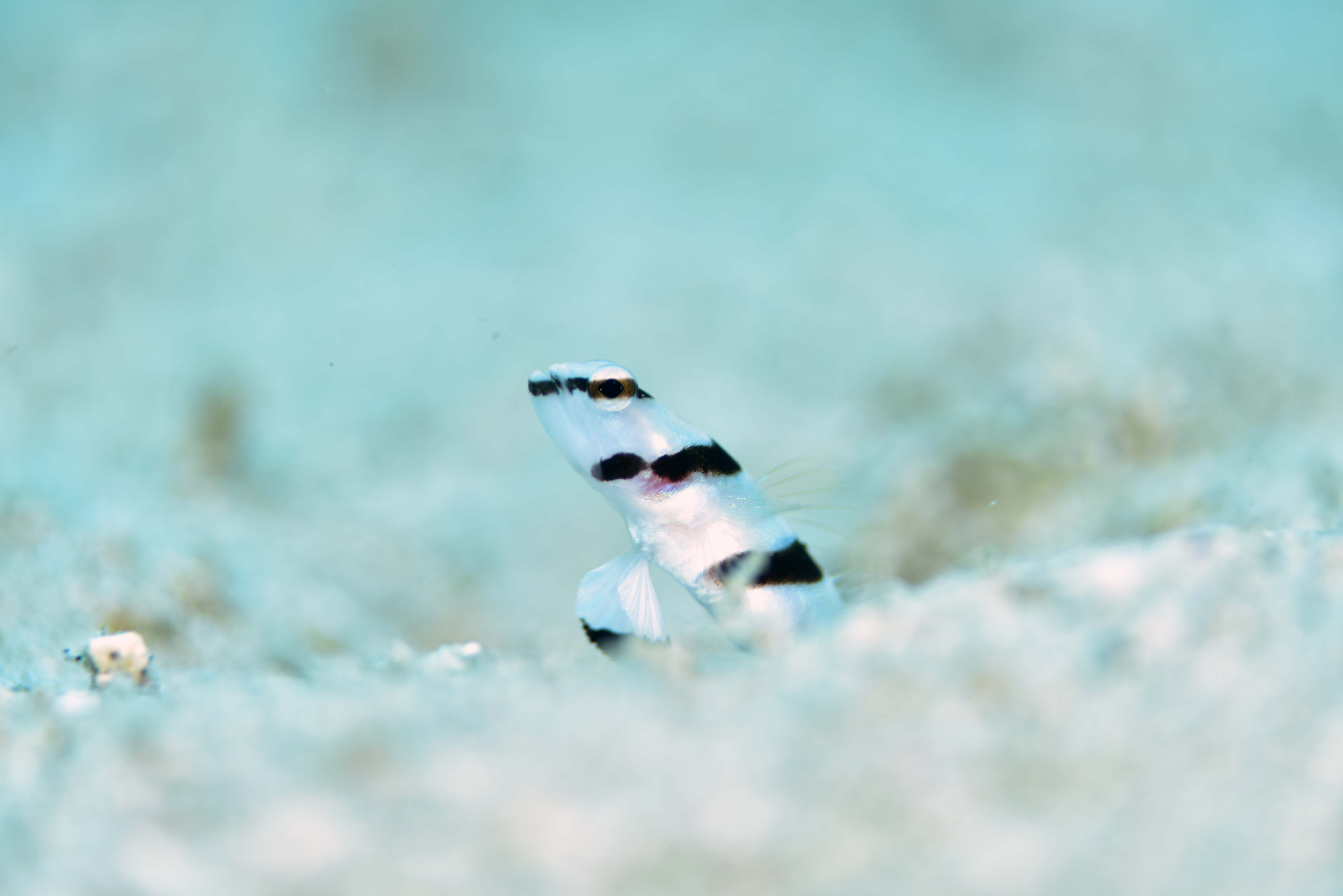 これも人気の定番ハゼ、キツネメネジリンボウ