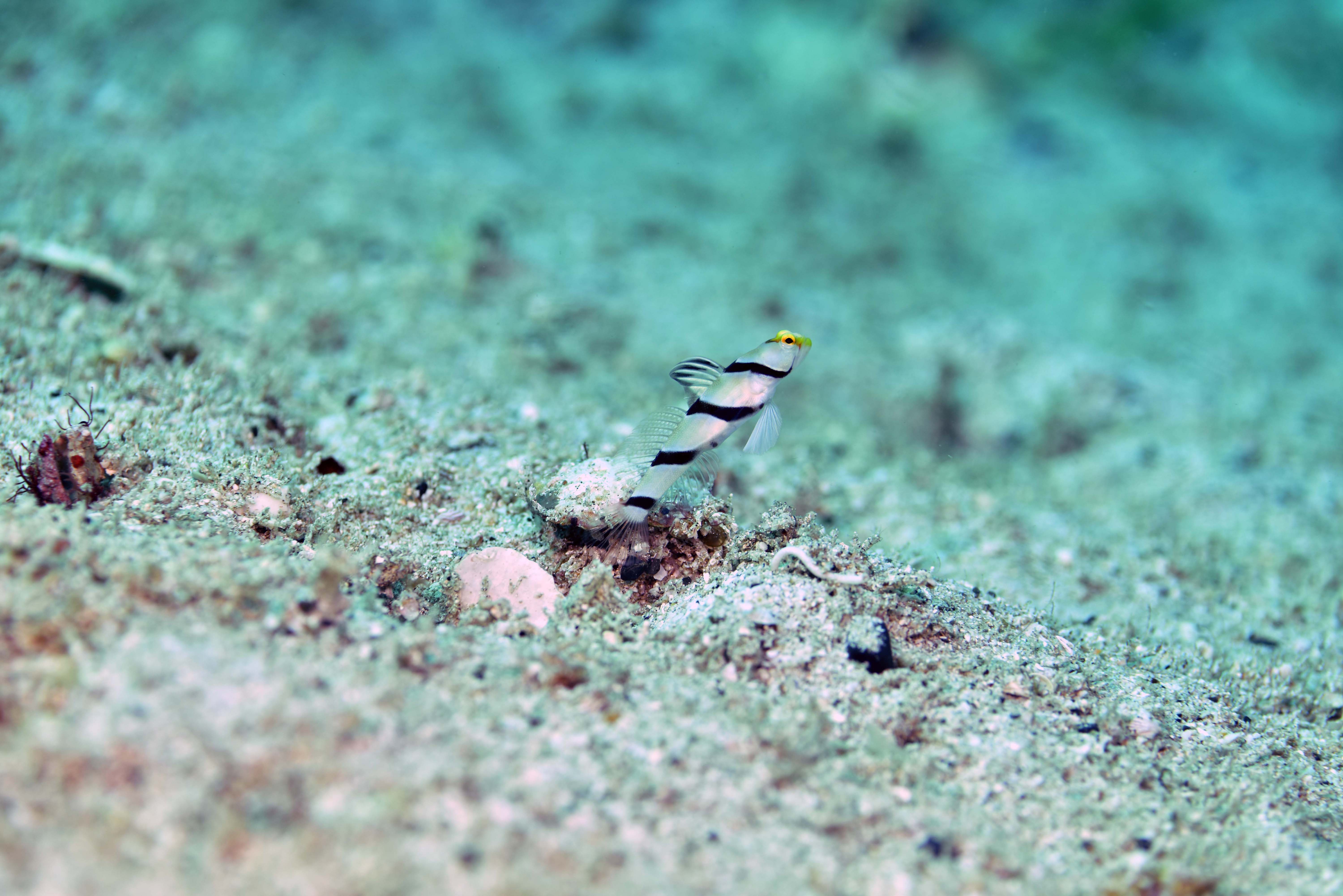 ハゼの代表種、ネジリンボウ