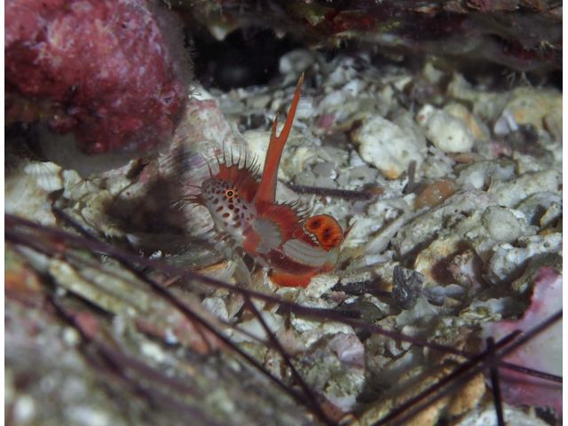 その姿、色彩から根強い人気のハゼ、ホムラハゼ