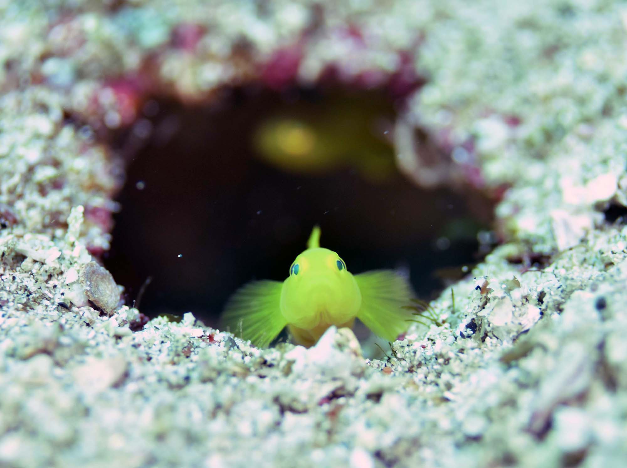 宝石のような目と鮮やかな黄色、ミジンベニハゼ