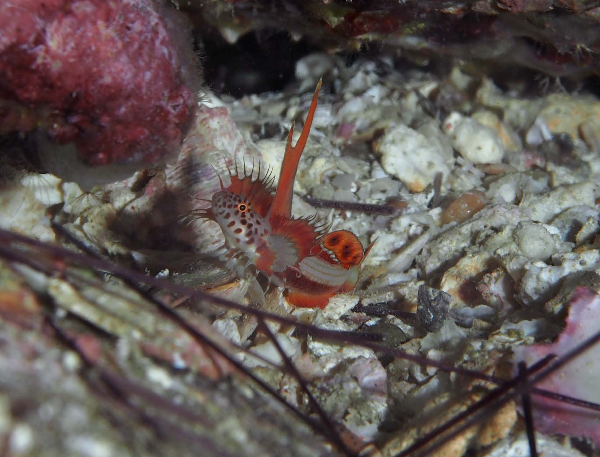 人気のハゼの王様クラス。根強い人気のホムラハゼ