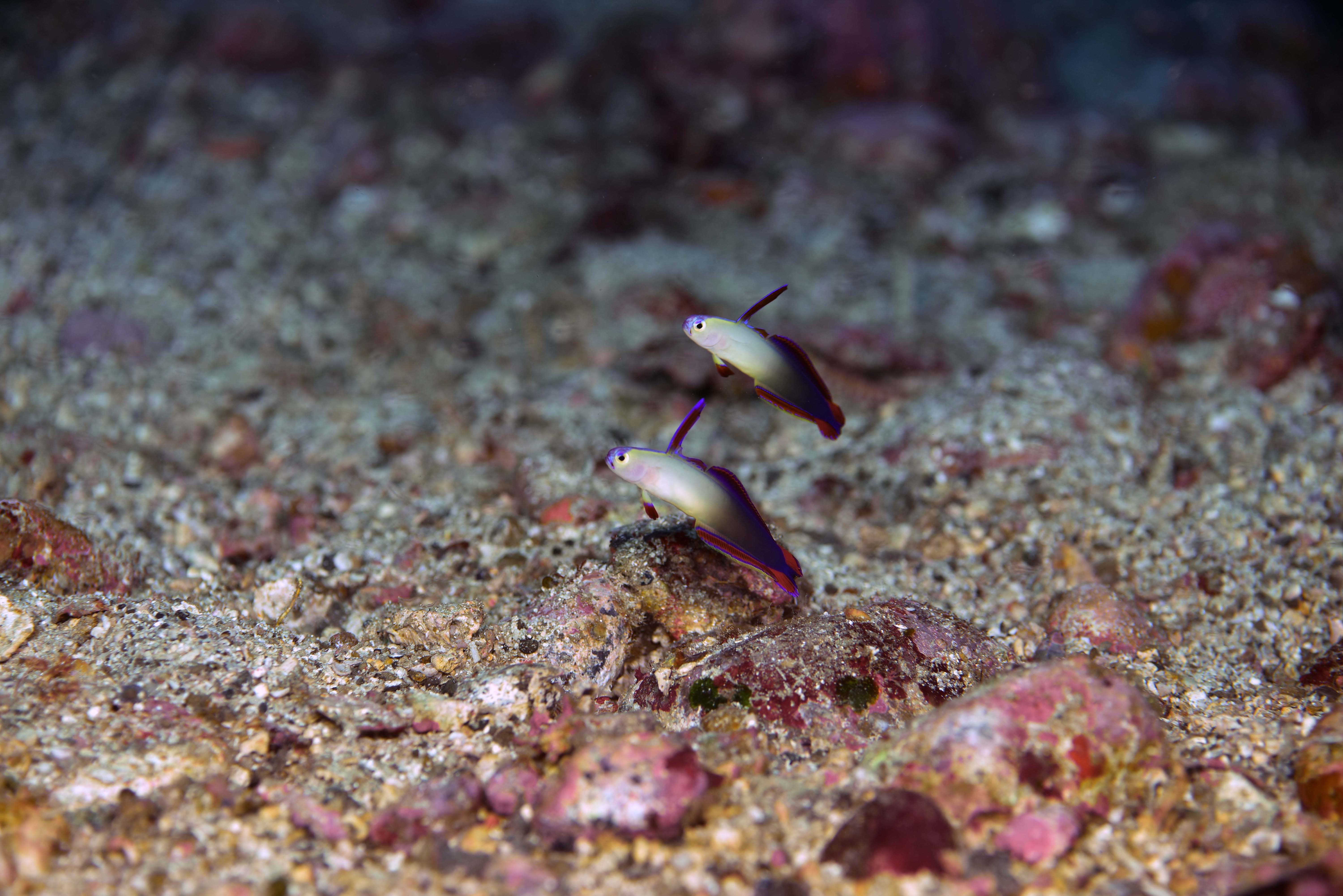 柏島では、比較的浅い水深で見られる定番ハゼの代表格。アケボノハゼ