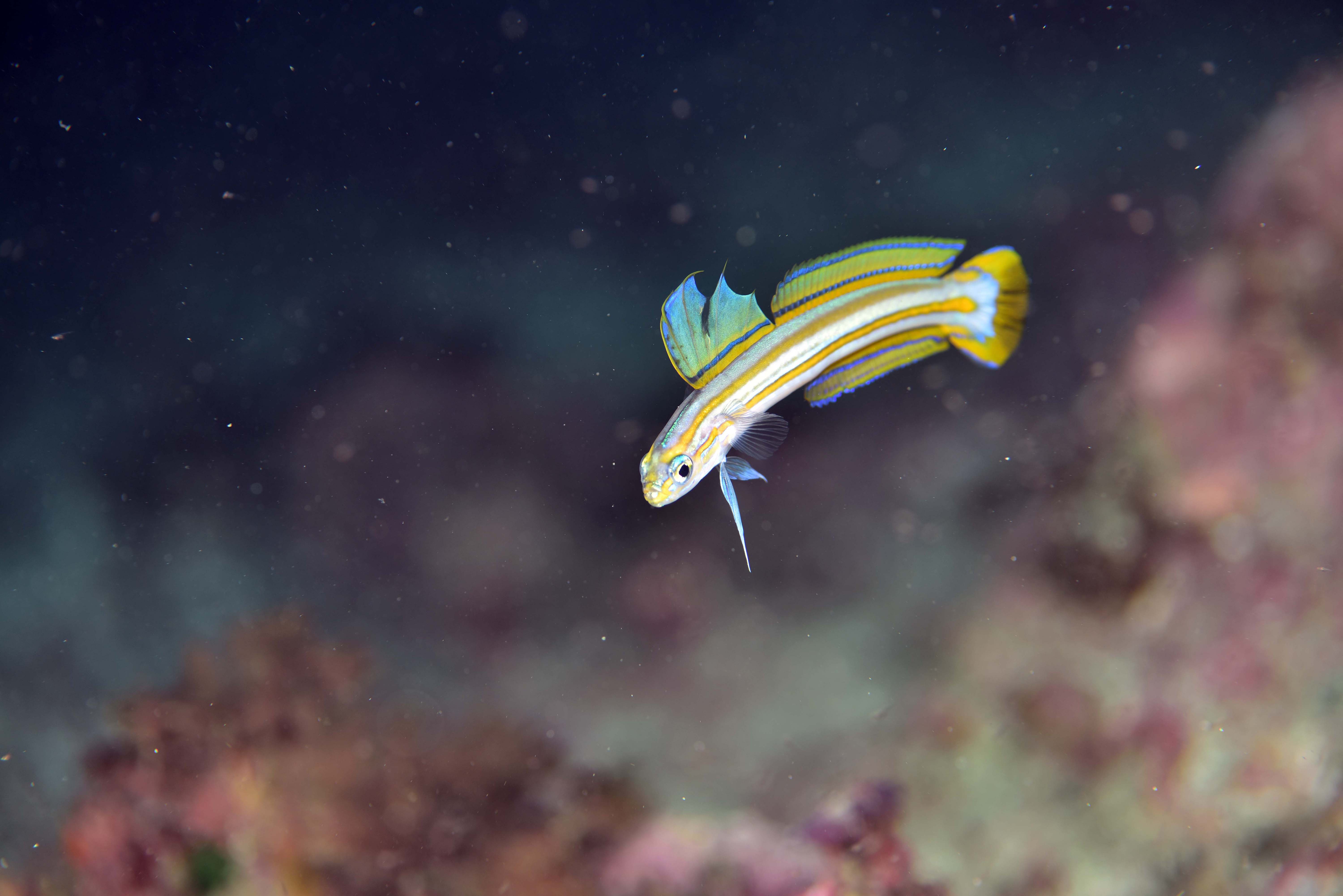 これも、砂地のハゼの人気種。優雅さでは1番かも?スジクロユリハゼ