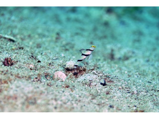 柏島で普通に見られるハゼの代表種かな? ネジリンボウ