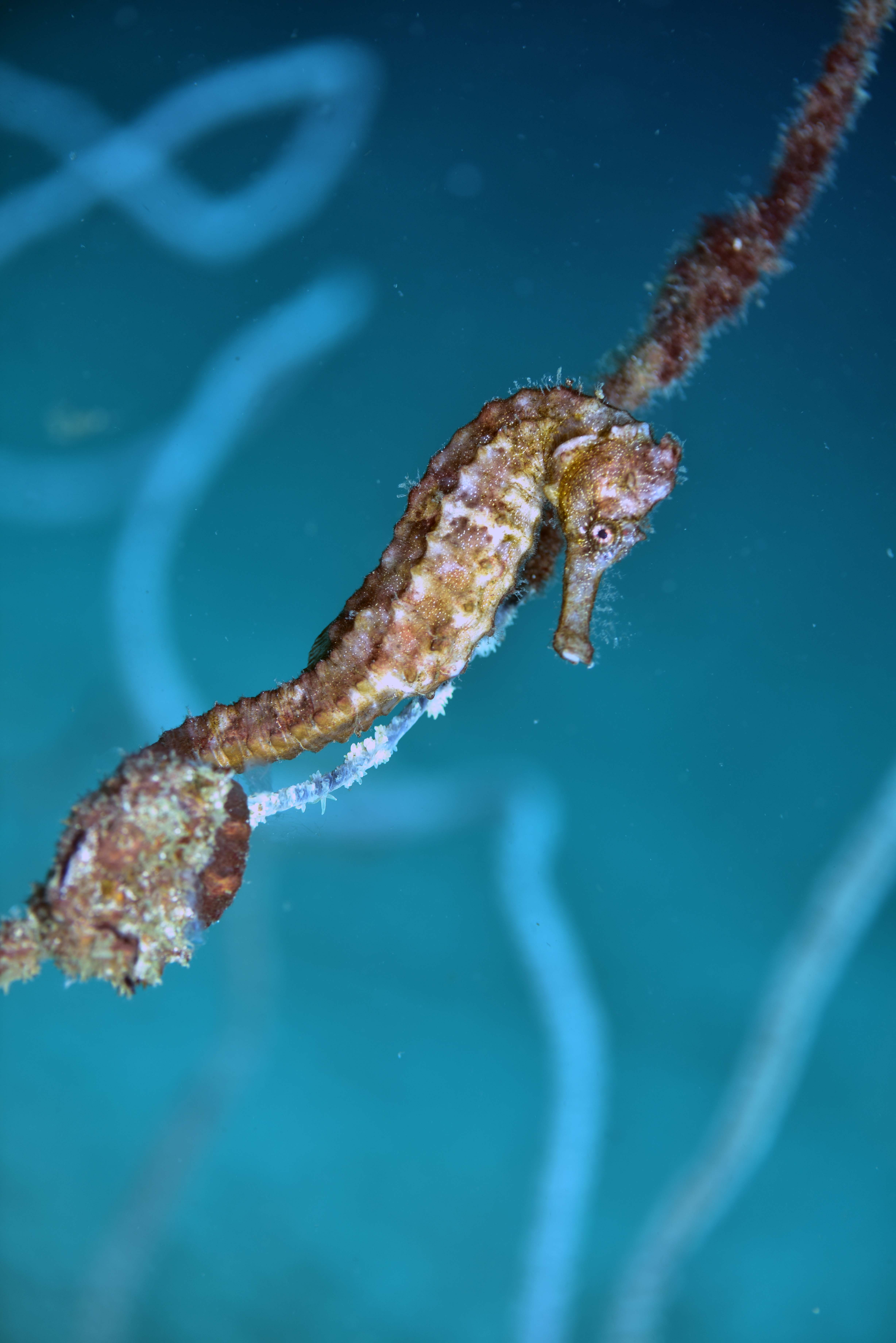 ł͐Ŋ뜜ƂȂĂ܂гρBł́AmŌ܂B