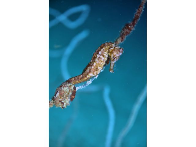 今では絶滅危惧種となってしまったオオウミウマ。柏島では、高い確率で見られます。