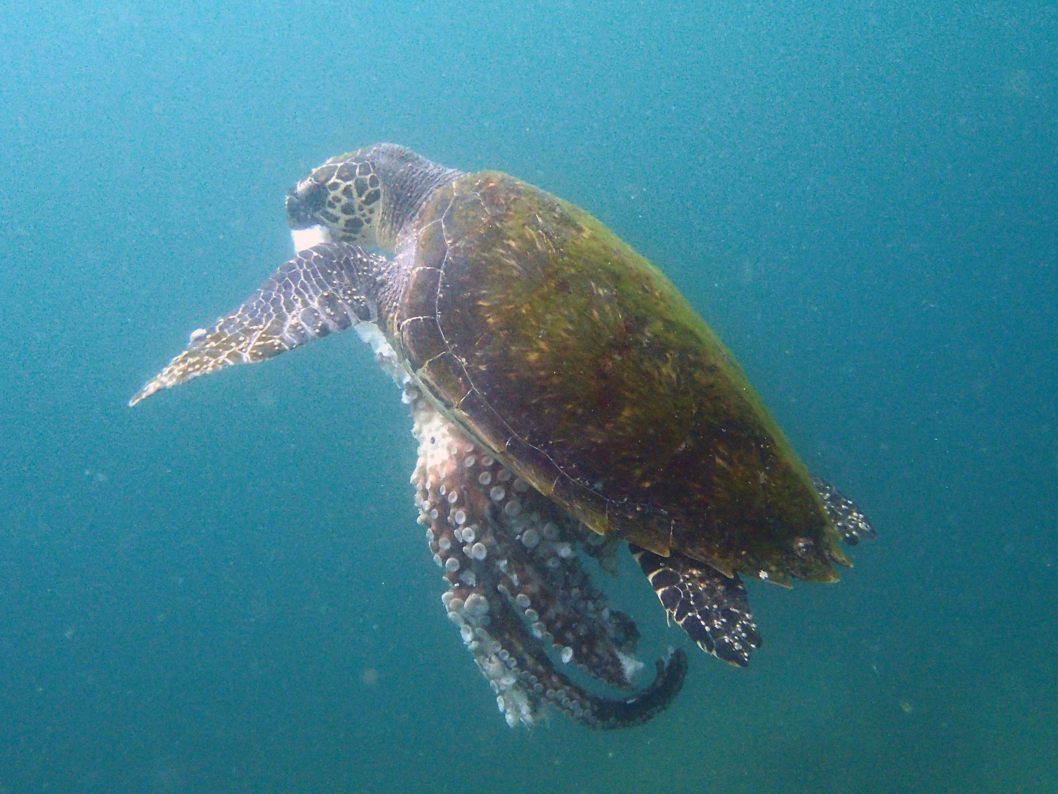 この貴重なカメも、見られたりします。保護種のタイマイ