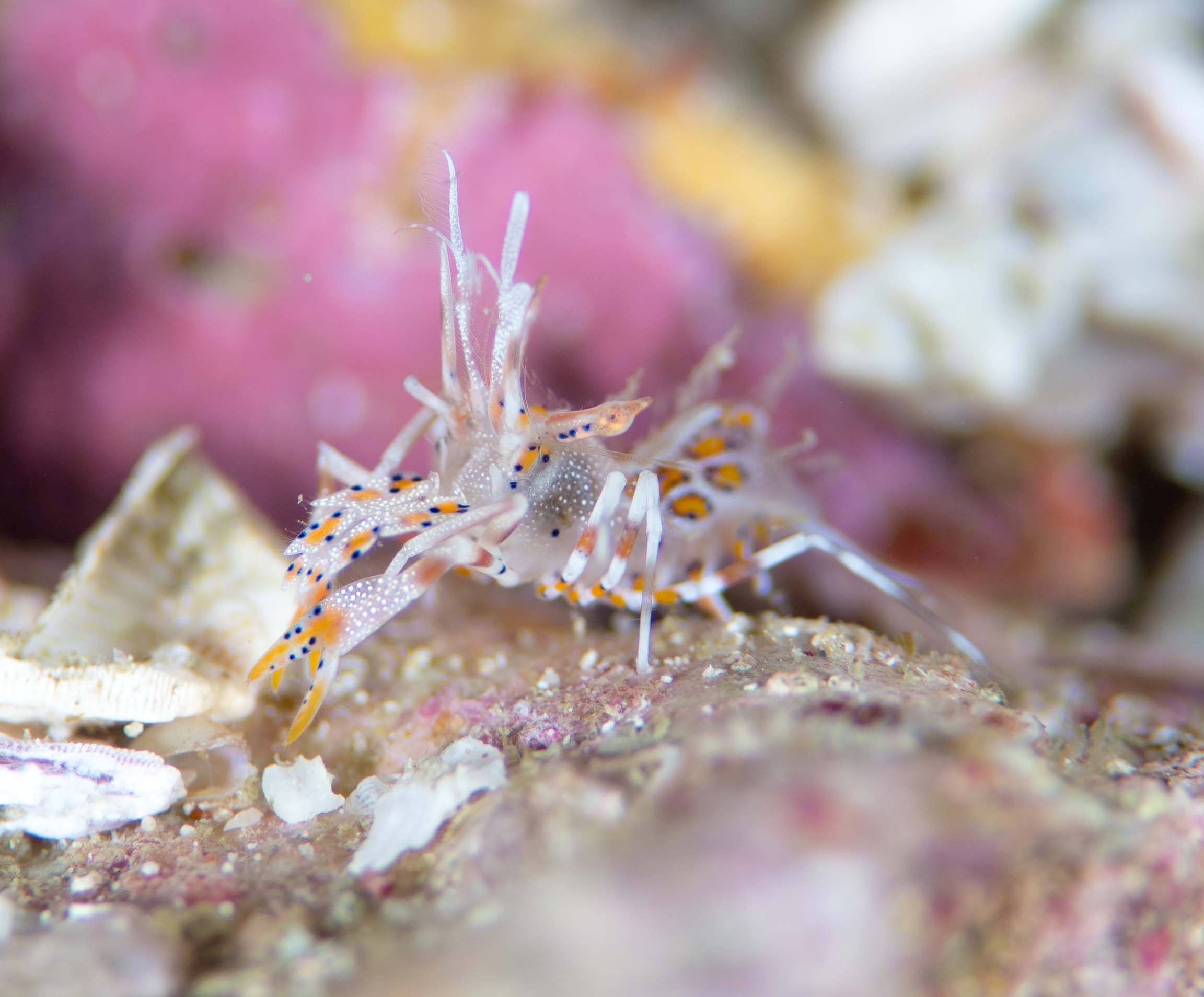 10NɂP񌩂邩ȁH@ɃAȃGr@ĹҴ