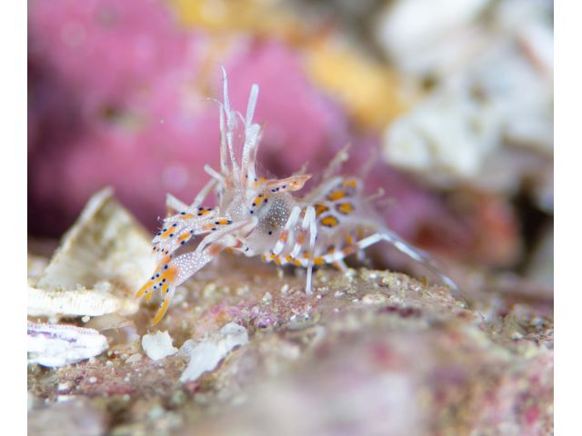 10年に1回見えるかな? 非常にレアなエビ トゲツノメエビ