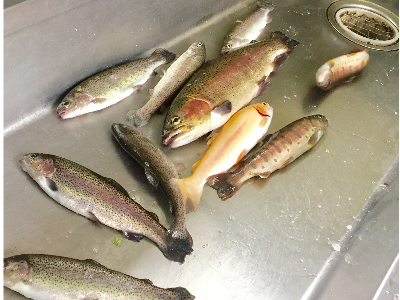 jW}XA啨A}ƃoX悭ނ܂I AA[ނ̒BlB