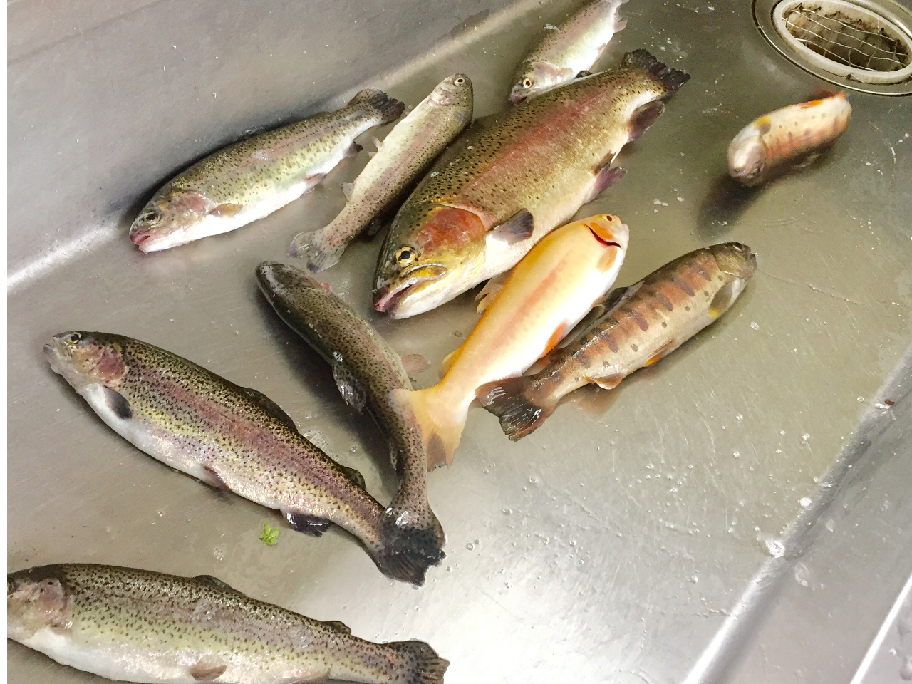 jW}XE}E啨ƃoX悭ނ܂BAA[̒BlI