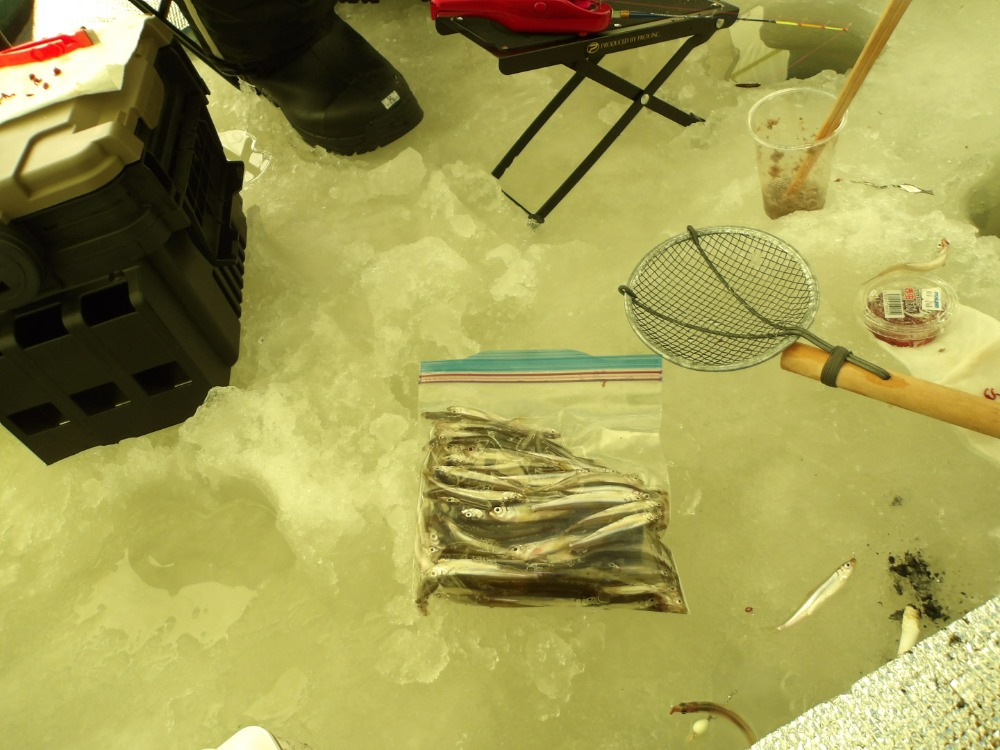 V[Y肽񂪒ނグ܂Biԉ{d[gpj