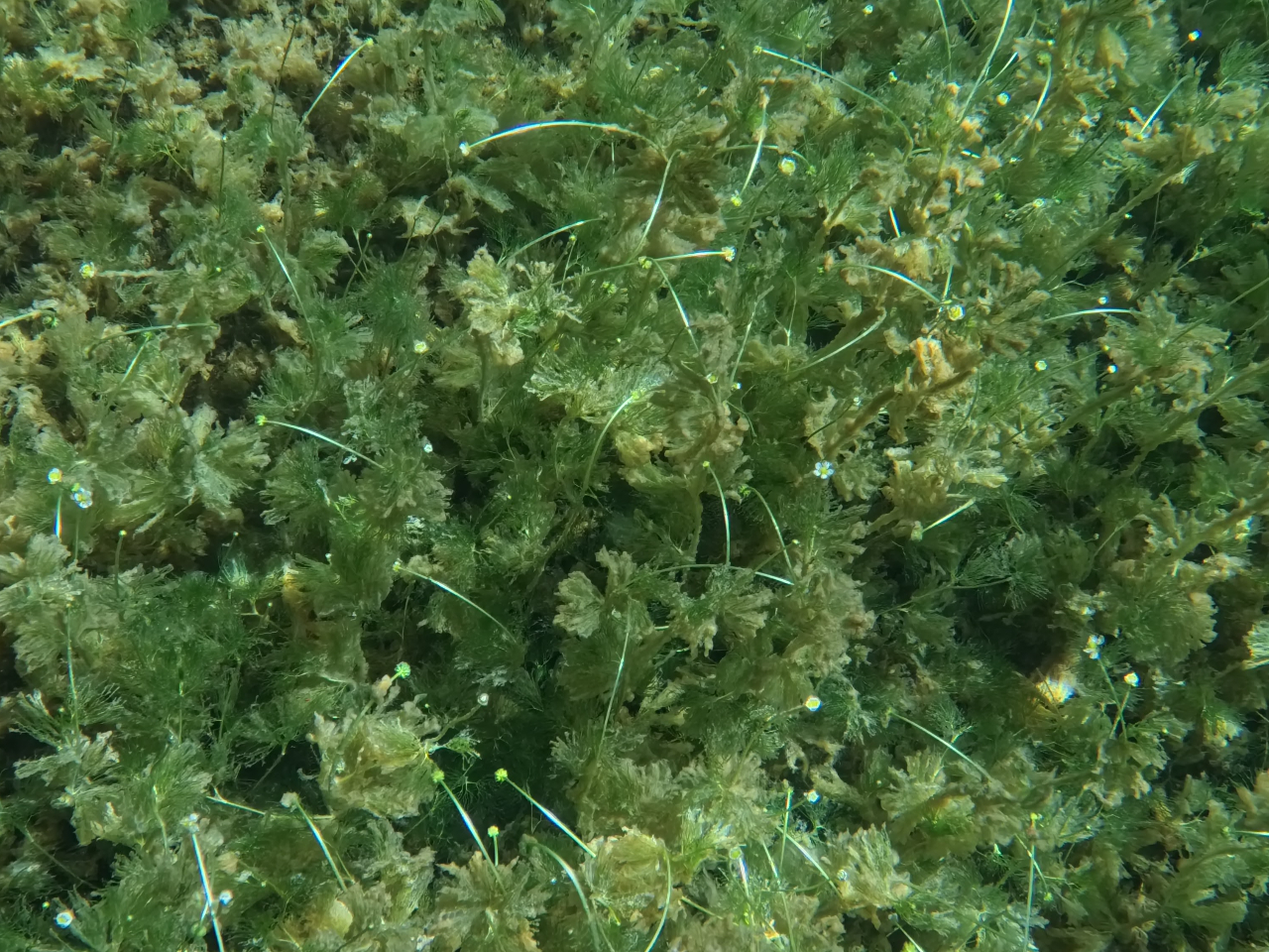 ��Δ~�ԑ������炫�����ł��B��Ŋ뜜IB�ނł��B�s�̒Z����ނ͂����ł��������Ȃ��悤�ł��B