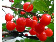 熊本の果物 野菜狩りランキングtop10 じゃらんnet 熊本の果物 野菜狩りランキングtop10 じゃらんnet