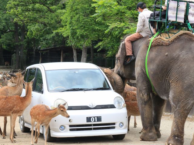 草食動物たちがエサをもらいにゾロゾロと寄ってきます♪