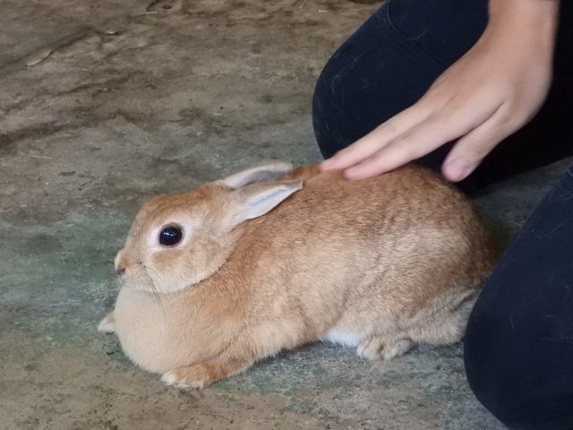 ふれあい広場ではウサギと触れ合えます!