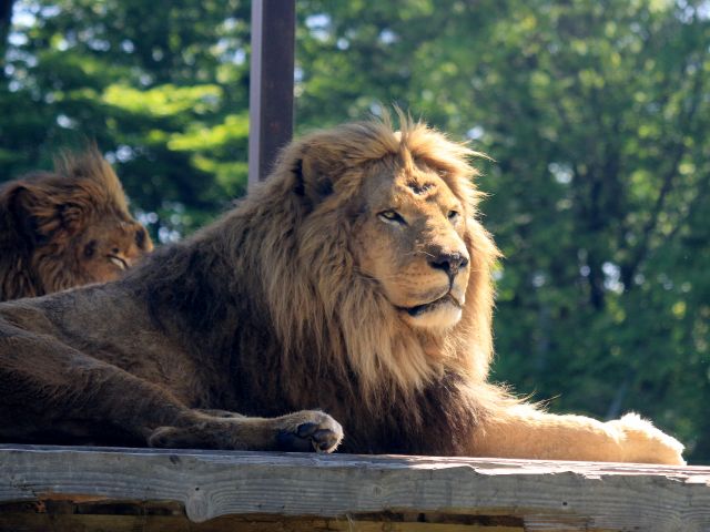 大迫力のサファリパーク♪アフリカライオンも間近で見ることができます!