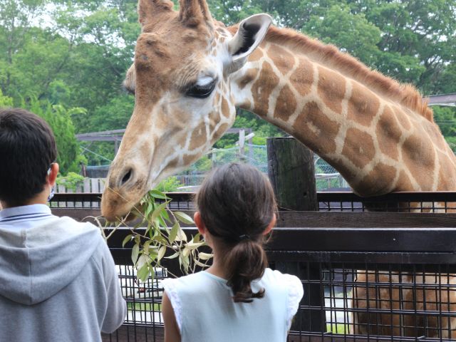 キリンが間近までくる「キリンテラス」ではエサをあげることも!