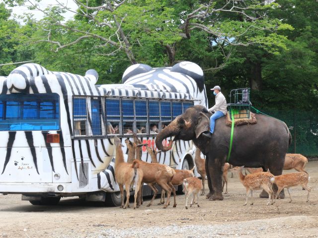 ライオンバスでは運転手の生ガイド付き!ガイドを聞きながらエサやりが出来ます♪