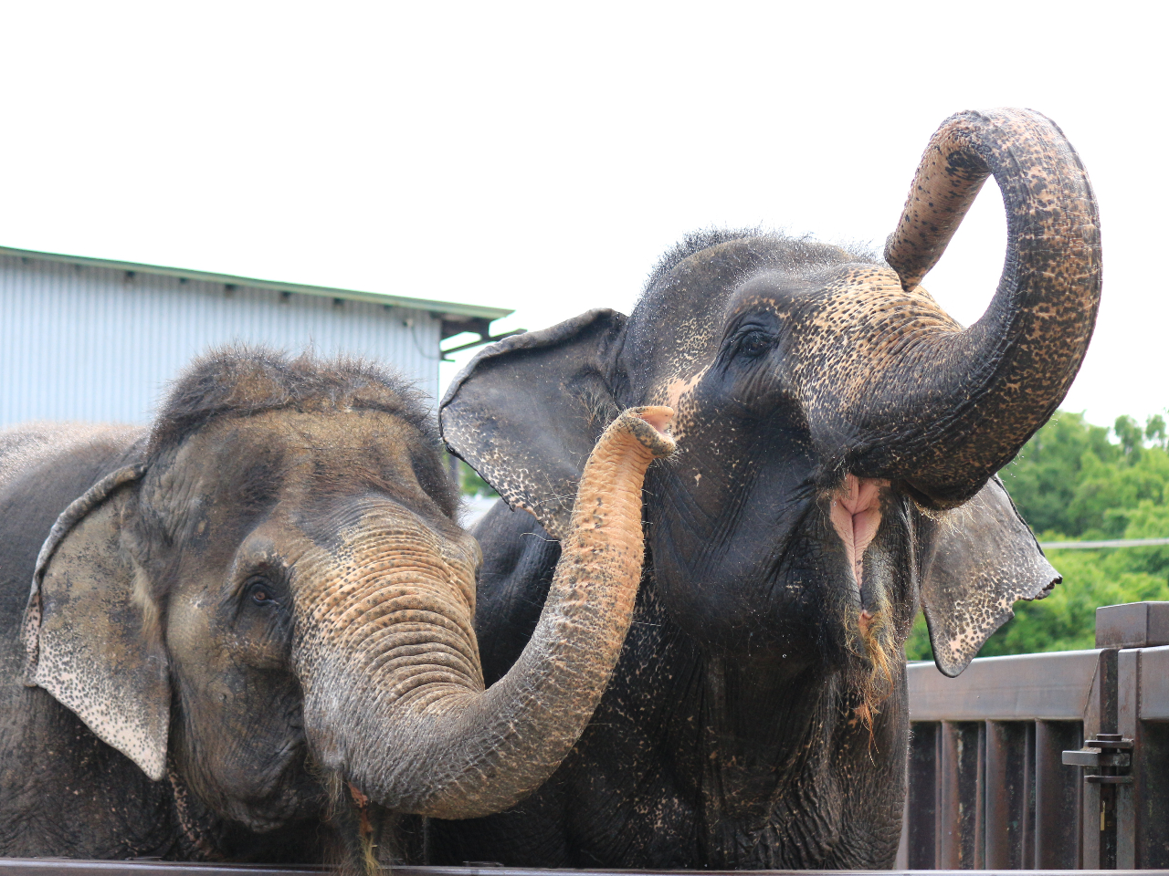 サファリウォークではアジアゾウが間近まで来てくれます! エサやりもできます!!