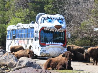 大迫力のサファリパーク♪ライオンバスでサファリゾーンに突入!