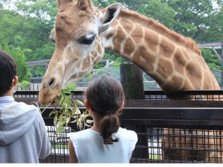 キリンが間近までくる「キリンテラス」ではエサをあげることも!