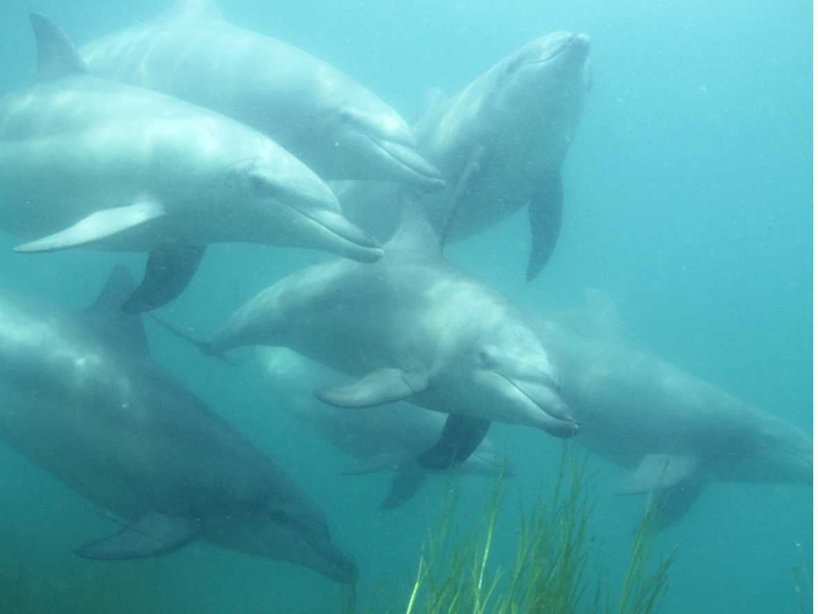 【野生のイルカ】一緒に泳ぐ♪初めてでもOK!!一生の思い出に残る感動体験☆家族で...