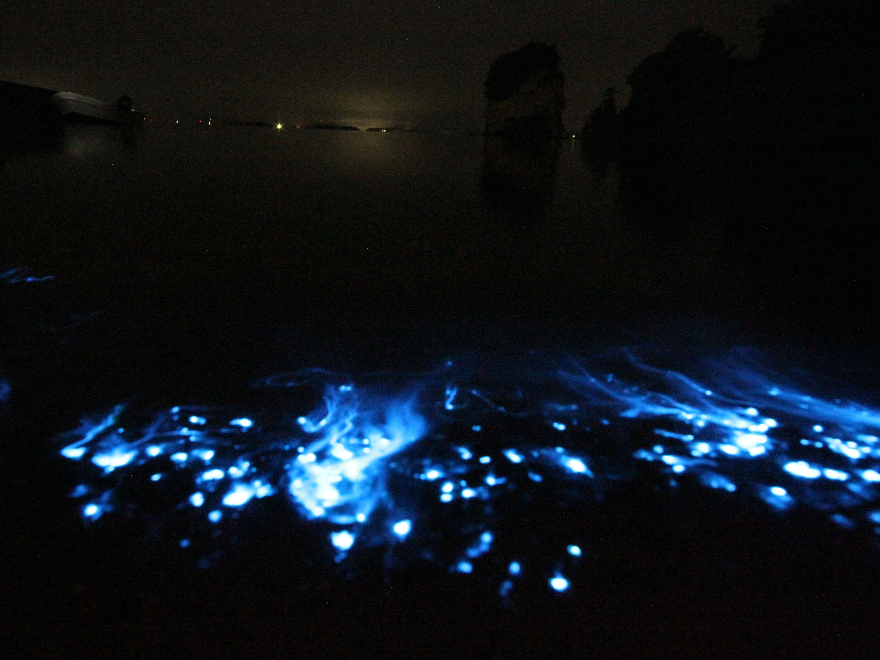 【感動体験】海ホタル鑑賞ツアー！夜の海に蒼く輝く幻想的な光... はたしてその正...