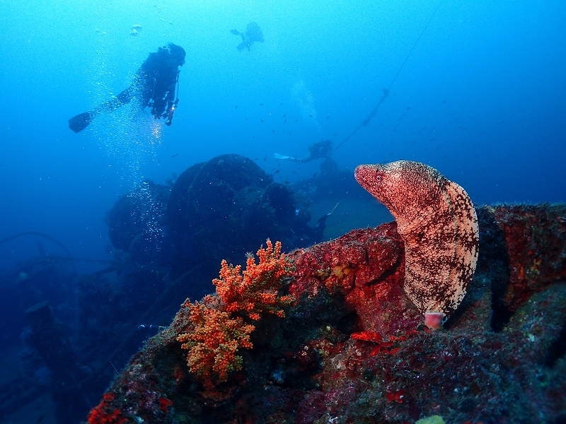 沈船にて煙突からウツボがにゅっと
