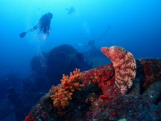 沈船にて煙突からウツボがにゅっと