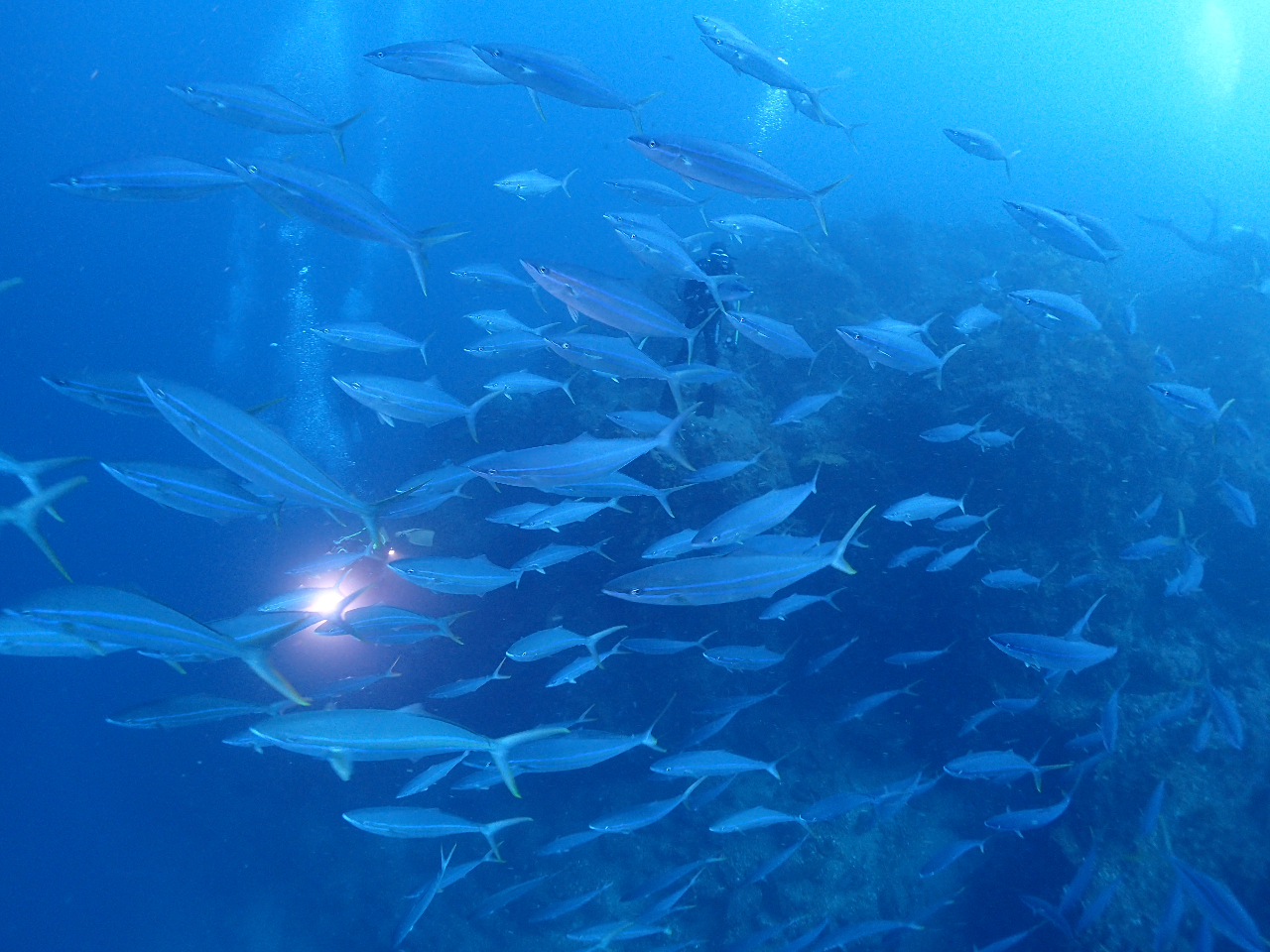 ソーダイ根にて、黒潮の支流が入り込みツムブリの群れが観察できました