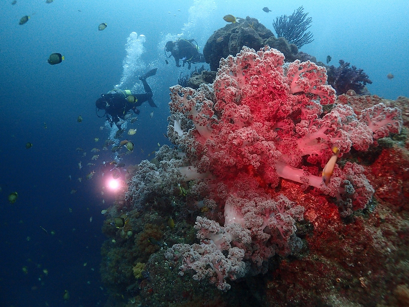港からボートで約5分の景色です