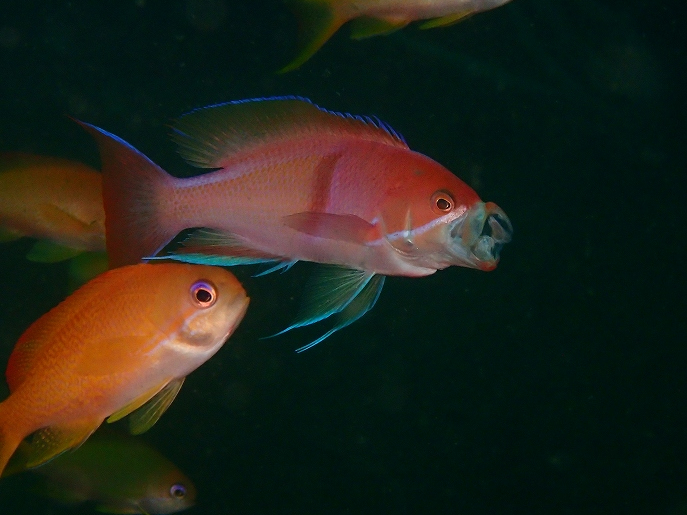 アカオビハナダイがあくびをした瞬間にパチリ