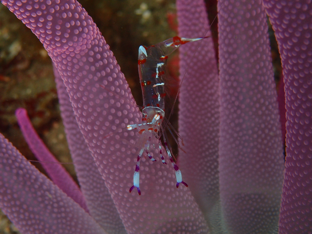 おしゃれなカクレエビ