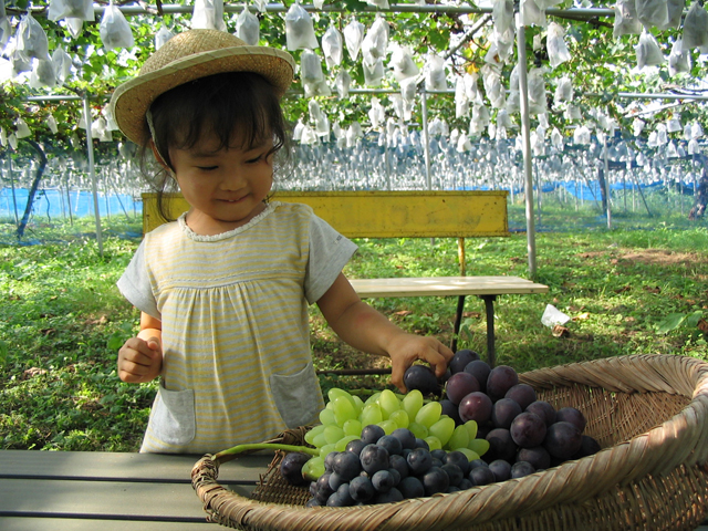【令和8年度】 60分 種なし巨峰・ピオーネ狩り 食べ放題プラン