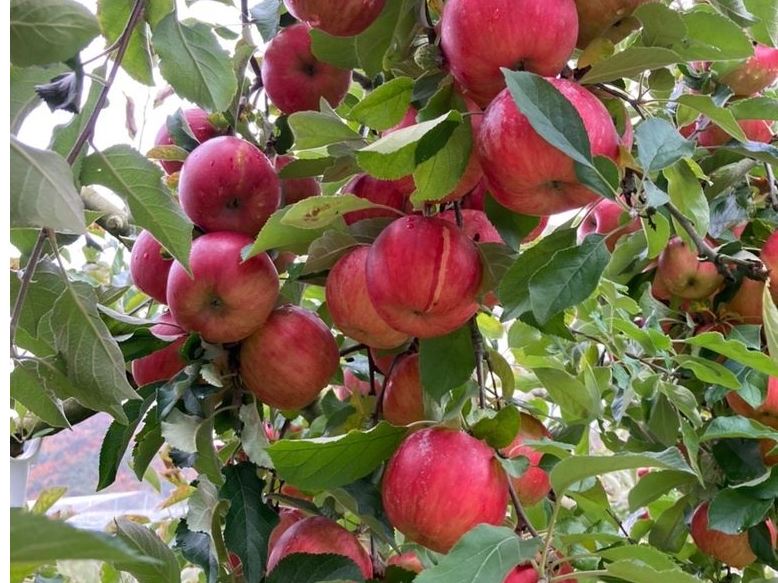 東北のさくらんぼ狩りランキングtop10 じゃらんnet 東北のさくらんぼ狩りランキングtop10 じゃらんnet