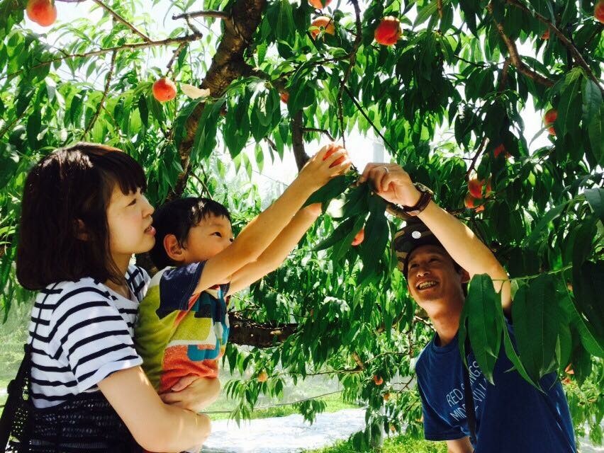 【2025年7月下旬予約受け付け再開】桃摘み取り体験♪ファミリー・カップルにオス...