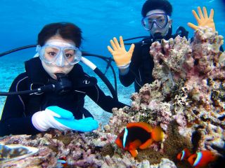 クマノミ探しダイビング