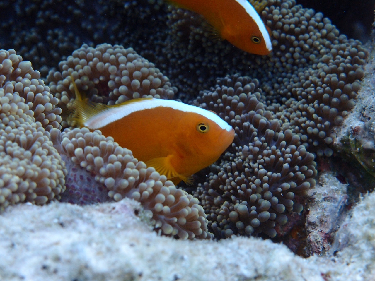 N}m~ۂȂǃN}m~B@ZWN}m~łB