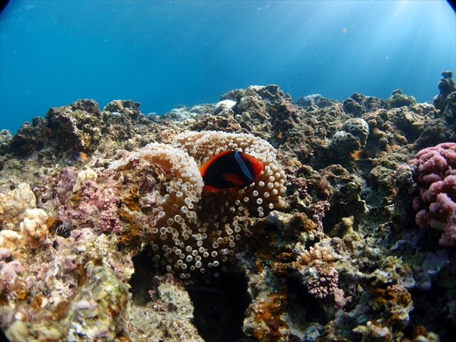 Vm[PłN}m~ɉႢ܂