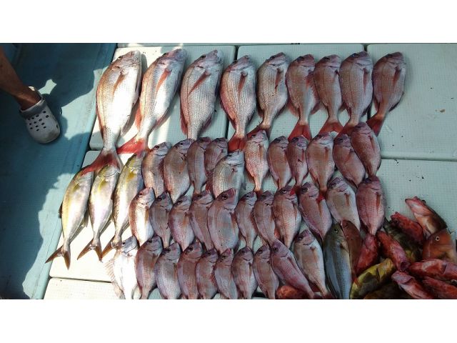 タイラバ エビラバ釣り 7 10月がシーズン 天草 通詞島で釣りを楽しもう 釣り好きな人 釣りに挑戦したい人 大歓迎 釣り船 海進丸 じゃらん遊び体験 タイラバ エビラバ釣り 7 10月がシーズン 天草 通詞島で釣りを楽しもう 釣り好きな人 釣りに挑戦したい人 大歓迎 釣り船 海進丸 じゃらん遊び体験