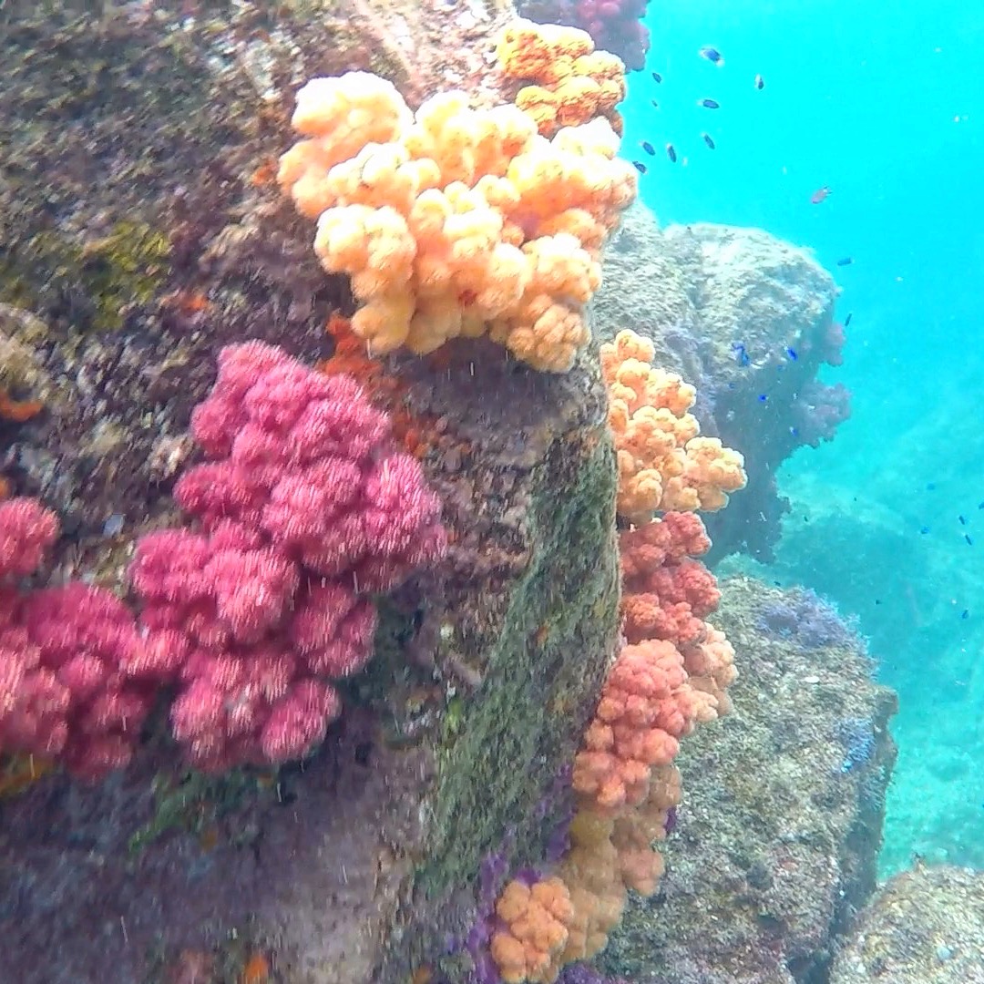 �M�ы���F�Ƃ�ǂ�̎X�肪�������Ă��鐅���p�͎��R�̐����قł��B