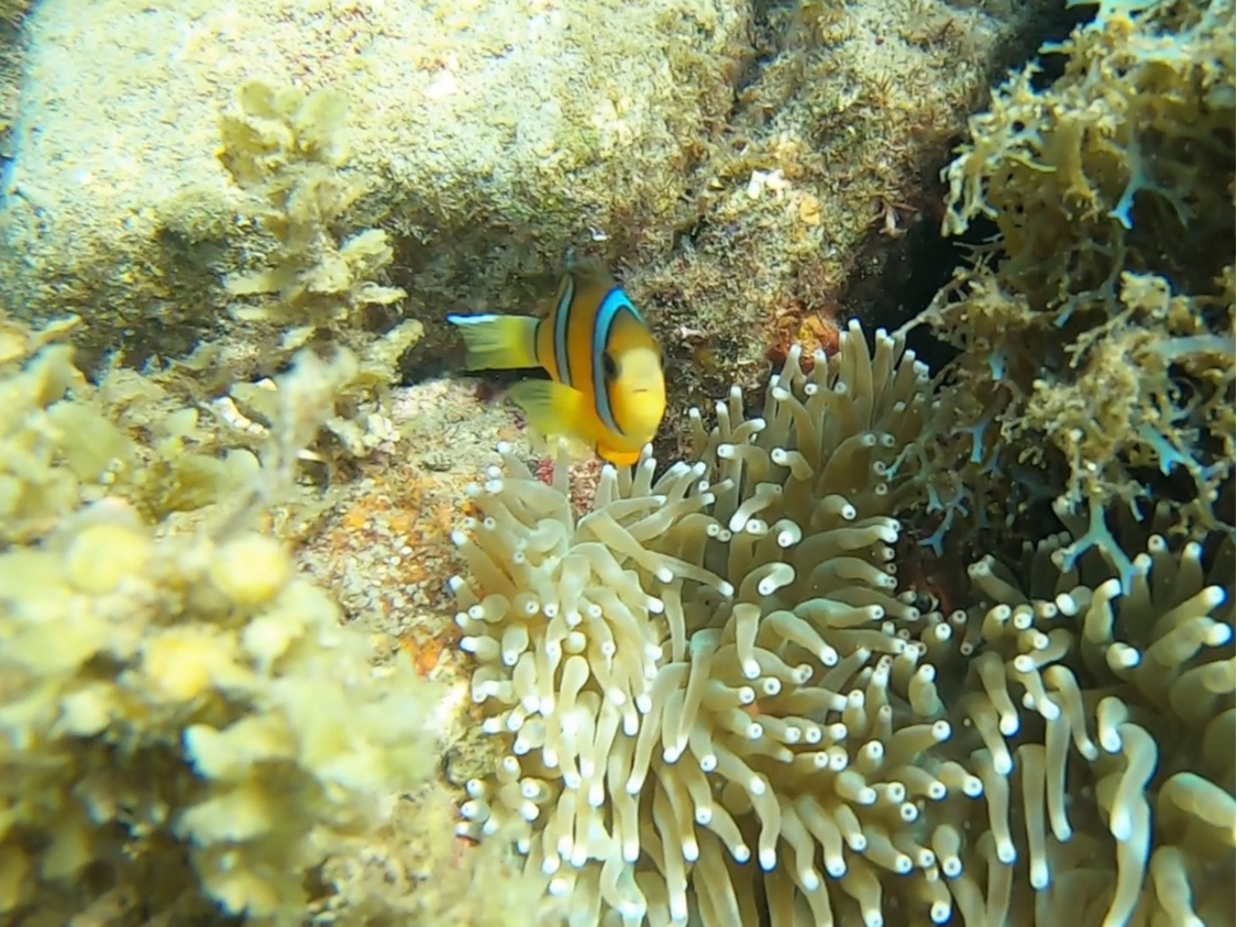 �����N�}�m�~���������Ă��܂��B