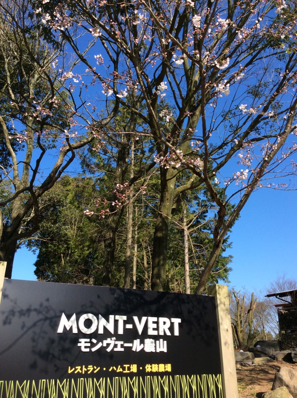 �������F�[���_�R