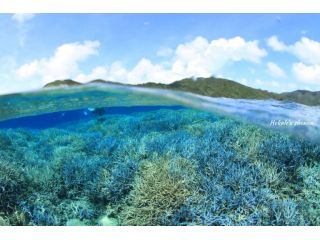 沖縄・西表島 造礁サンゴの森の中へ:-)