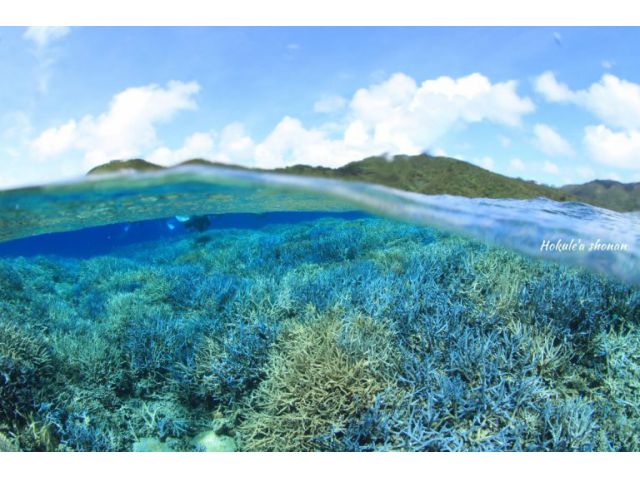 沖縄・西表島 造礁サンゴの森の中へ:-)