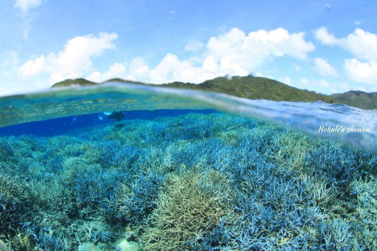 沖縄・西表島 造礁サンゴの森の中へ:-)
